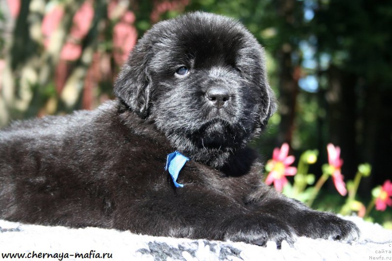 Фотография № 189536