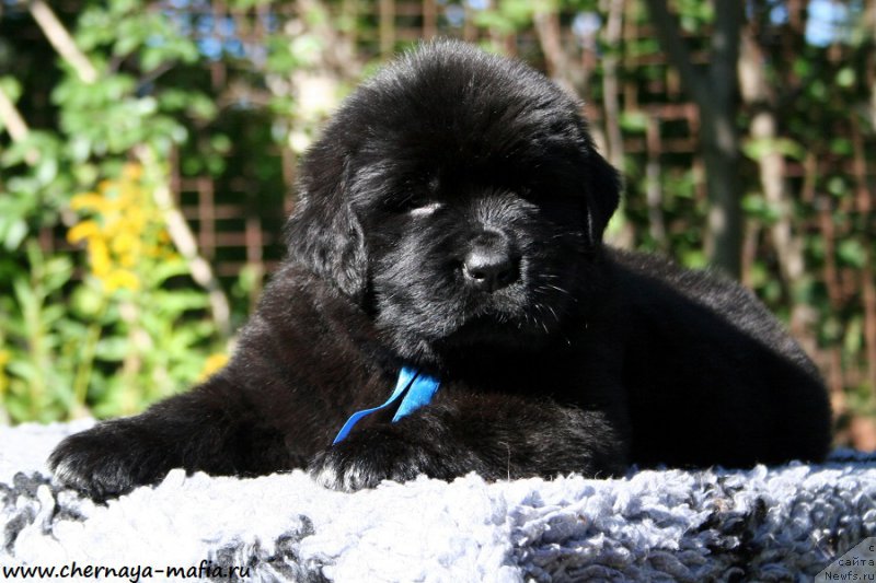 Фотография № 189537