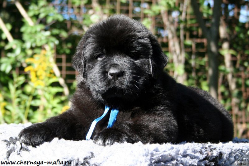 Фотография № 189538