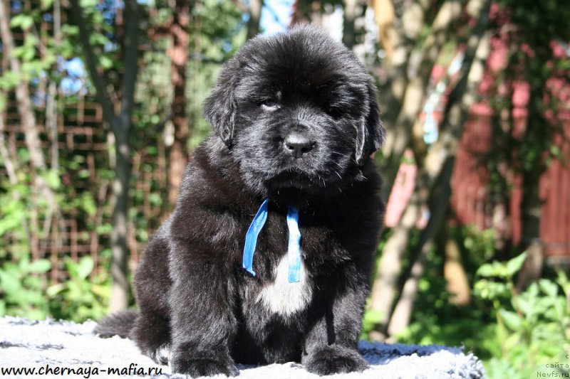 Фотография № 189539