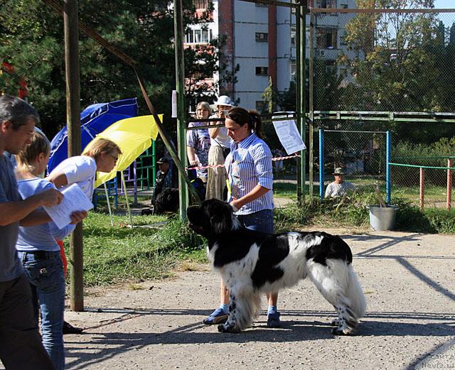 Фото: ньюфаундленд Super Bizon Aisberg (Супер Бизон Айсберг)