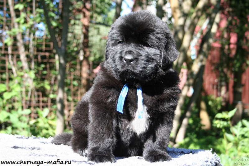 Фотография № 189540