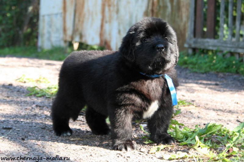 Фотография № 189542