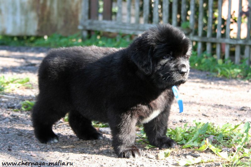 Фотография № 189543