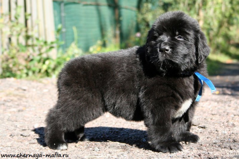 Фотография № 189545