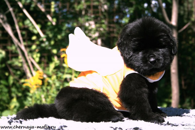 Фотография № 189546