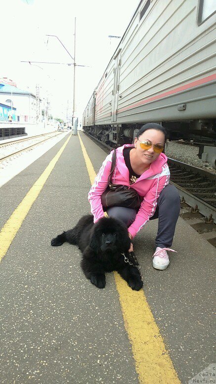 Фото: ньюфаундленд Hit SHeliko Gyelyeksi Star (Хит Шелико Гэлэкси Стар)