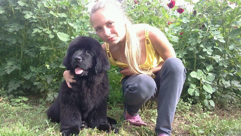 Фото: ньюфаундленд Hit SHeliko Gyelyeksi Star (Хит Шелико Гэлэкси Стар)