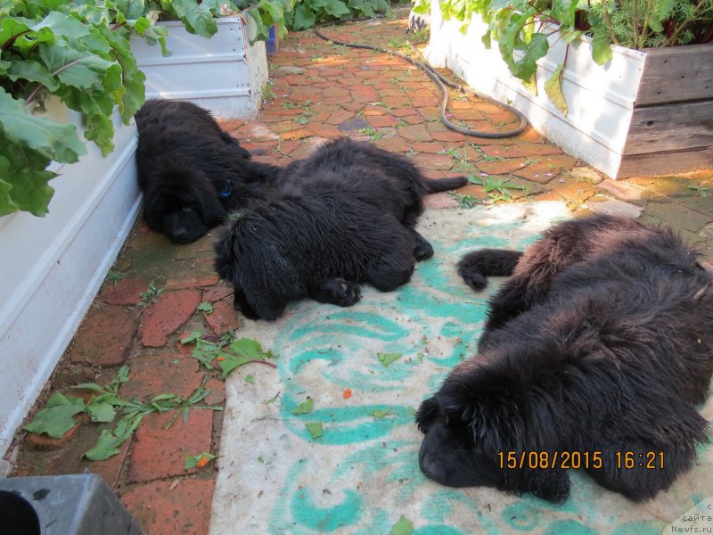 Фото: ньюфаундленд Hit SHeliko Gerl fo Hyeppiens (Хит Шелико Герл фо Хэппиенс), ньюфаундленд Hit SHeliko Glamurnaya SHtuchka (Хит Шелико Гламурная Штучка), ньюфаундленд Hit SHeliko Greytsful Gem (Хит Шелико Грейтсфул Гем)