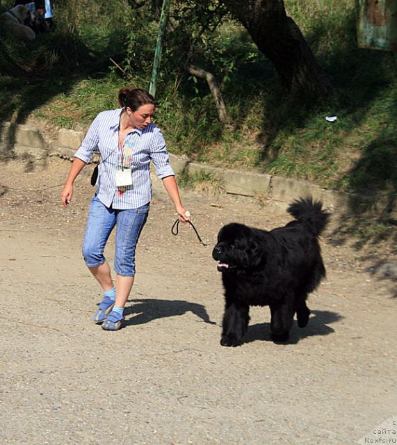 Фото: ньюфаундленд Smigar Ieremiya Ivent Magik (Смигар Иеремия Ивент Магик)