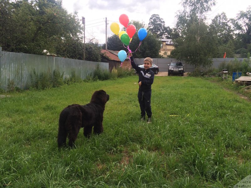 Фото: ньюфаундленд CHernyiy Balu Erofey (Черный Балу Ерофей), Сева