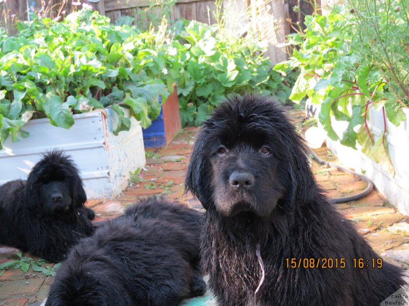 Фото: ньюфаундленд Hit SHeliko Greytsful Gem (Хит Шелико Грейтсфул Гем)