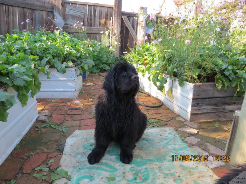 Фото: ньюфаундленд Hit SHeliko Greytsful Gem (Хит Шелико Грейтсфул Гем)