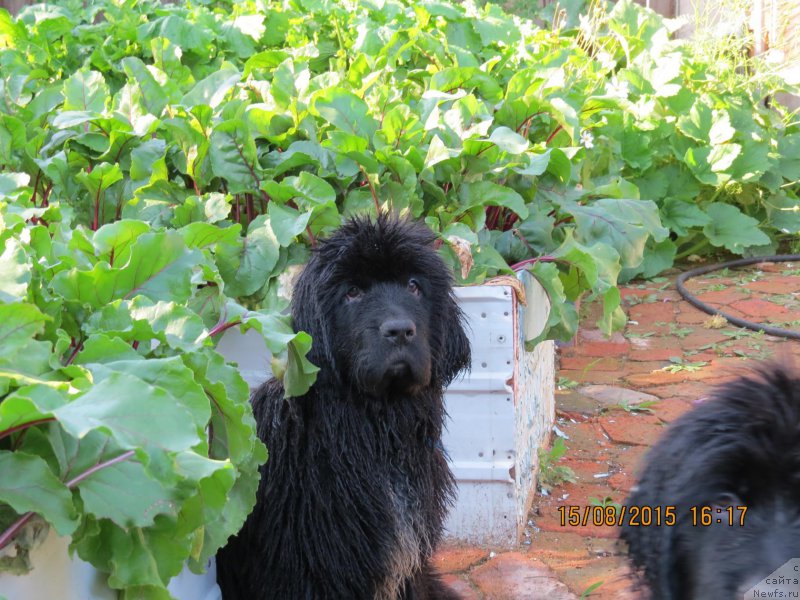 Фото: ньюфаундленд Hit SHeliko Glamurnaya SHtuchka (Хит Шелико Гламурная Штучка)