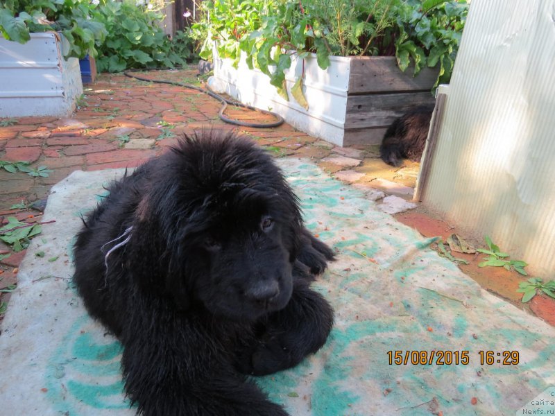 Фото: ньюфаундленд Hit SHeliko Gerl fo Hyeppiens (Хит Шелико Герл фо Хэппиенс)