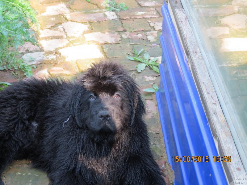 Фото: ньюфаундленд Hit SHeliko Gerl fo Hyeppiens (Хит Шелико Герл фо Хэппиенс)