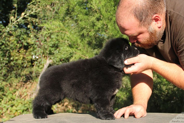 Фото: ньюфаундленд Zhivetta s Berega Dona (Живетта с Берега Дона)