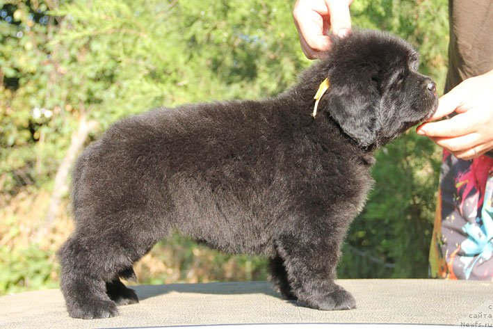 Фото: ньюфаундленд Zhivetta s Berega Dona (Живетта с Берега Дона)