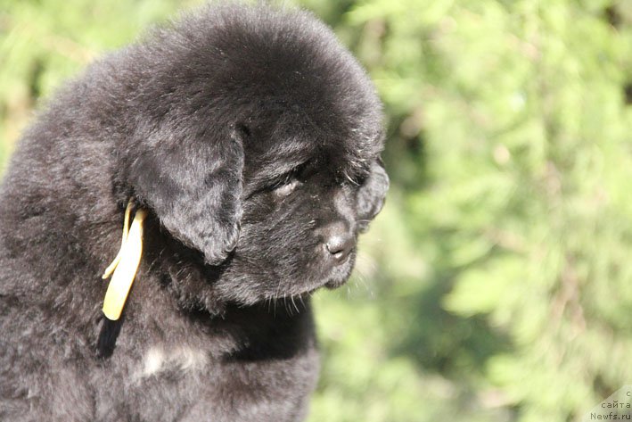 Фото: ньюфаундленд Zhivetta s Berega Dona (Живетта с Берега Дона)