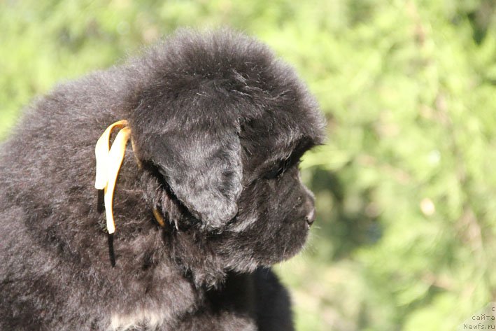 Фото: ньюфаундленд Zhivetta s Berega Dona (Живетта с Берега Дона)