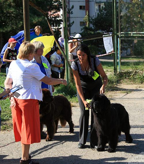 Фото: ньюфаундленд Djentli Bon iz Medvej'ego YAra (Джентли Бон из Медвежьего Яра)