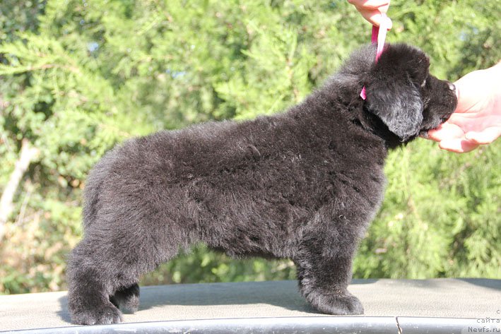 Фото: ньюфаундленд Zhorzhetta s Berega Dona (Жоржетта с Берега Дона)