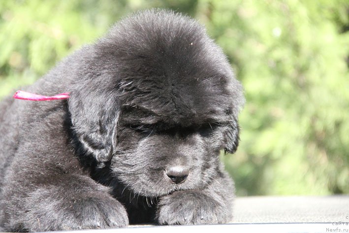 Фото: ньюфаундленд Zhorzhetta s Berega Dona (Жоржетта с Берега Дона)