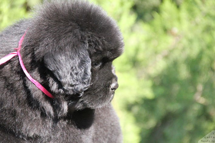 Фото: ньюфаундленд Zhorzhetta s Berega Dona (Жоржетта с Берега Дона)