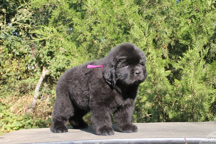 Фото: ньюфаундленд Zhorzhetta s Berega Dona (Жоржетта с Берега Дона)