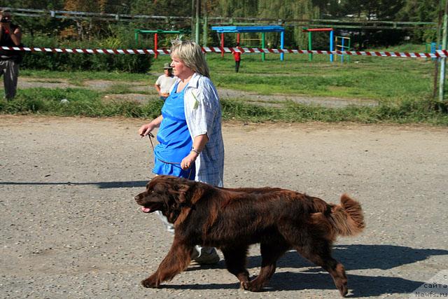 Фото: ньюфаундленд Smigar Rishel Lady Fortuna (Смигар Ришель Леди Фортуна)