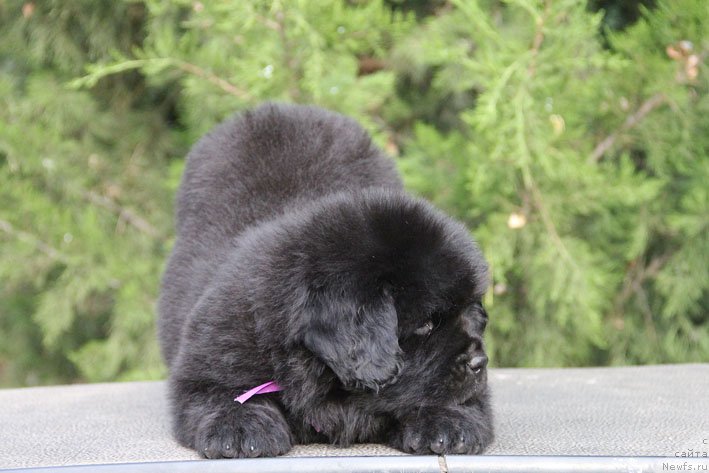 Фото: ньюфаундленд Zhanetta s Berega Dona (Жанетта с Берега Дона)