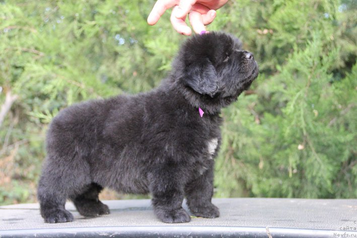 Фото: ньюфаундленд Zhanetta s Berega Dona (Жанетта с Берега Дона)