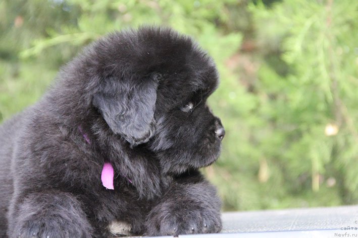 Фото: ньюфаундленд Zhanetta s Berega Dona (Жанетта с Берега Дона)