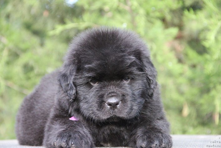 Фото: ньюфаундленд Zhanetta s Berega Dona (Жанетта с Берега Дона)