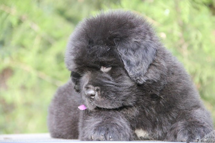 Фото: ньюфаундленд Zhanetta s Berega Dona (Жанетта с Берега Дона)