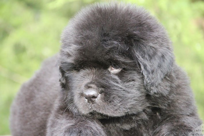 Фото: ньюфаундленд Zhanetta s Berega Dona (Жанетта с Берега Дона)