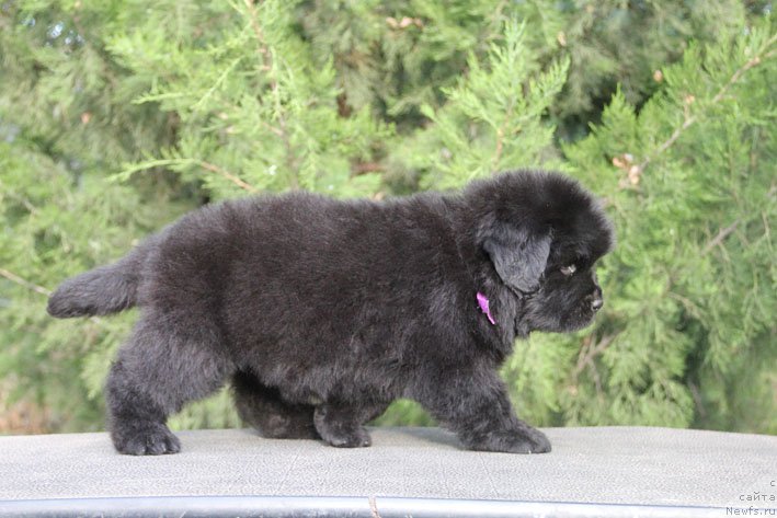 Фото: ньюфаундленд Zhanetta s Berega Dona (Жанетта с Берега Дона)