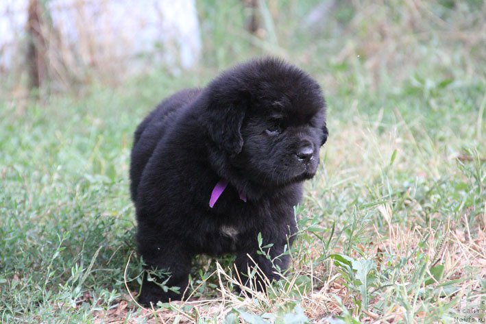 Фото: ньюфаундленд Zhanetta s Berega Dona (Жанетта с Берега Дона)