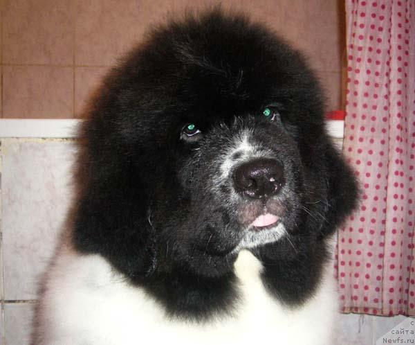 Фото: ньюфаундленд Super Bizon Baton (Супер Бизон Батон)