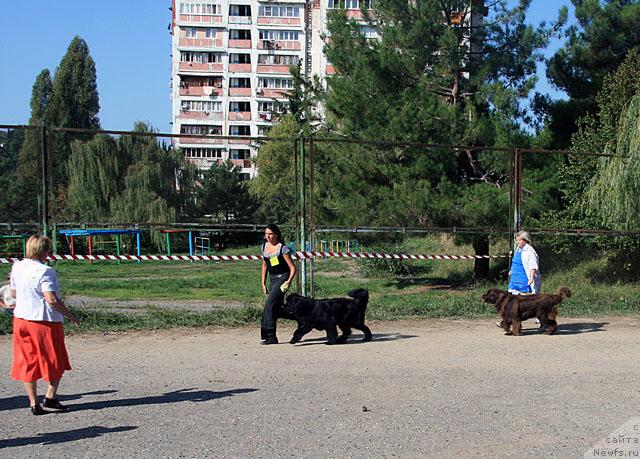 Фото: ньюфаундленд Djentli Bon iz Medvej'ego YAra (Джентли Бон из Медвежьего Яра), ньюфаундленд Smigar Rishel Lady Fortuna (Смигар Ришель Леди Фортуна)