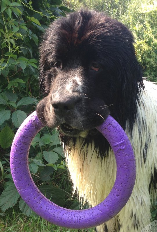 Фото: ньюфаундленд Sent Djons Isida (Сент Джонс Исида)