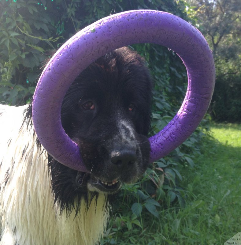 Фото: ньюфаундленд Sent Djons Isida (Сент Джонс Исида)