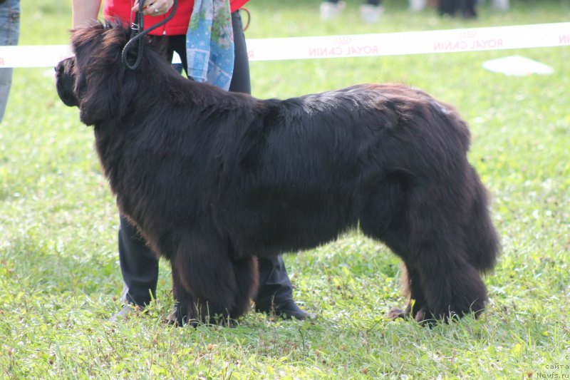 Фото: ньюфаундленд Rayout Happiness Midnight Bear