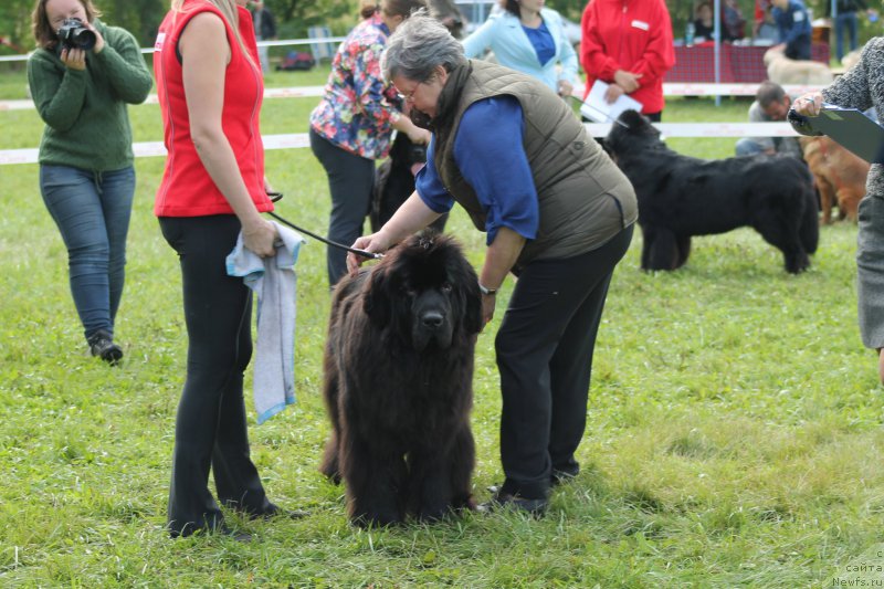 Фото: ньюфаундленд Rayout Happiness Midnight Bear