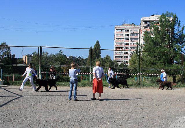 Фото: ньюфаундленд Drive Me Crazy of Apachee's Home, ньюфаундленд Smigar Ieremiya Ivent Magik (Смигар Иеремия Ивент Магик), ньюфаундленд Smigar Rishel Lady Fortuna (Смигар Ришель Леди Фортуна)