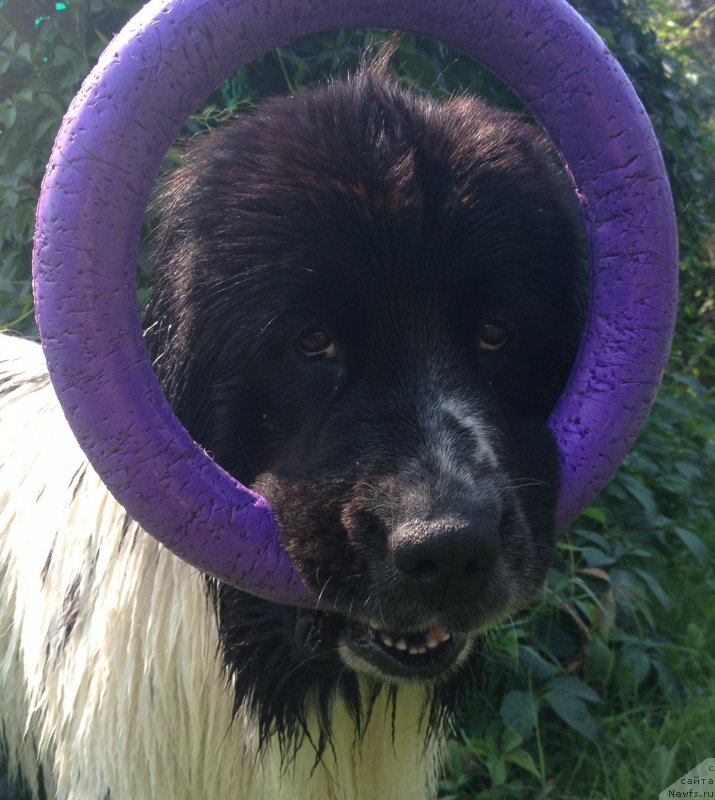 Фотография № 189611