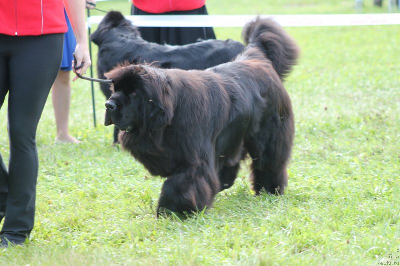 Фото: ньюфаундленд Rayout Happiness Midnight Bear