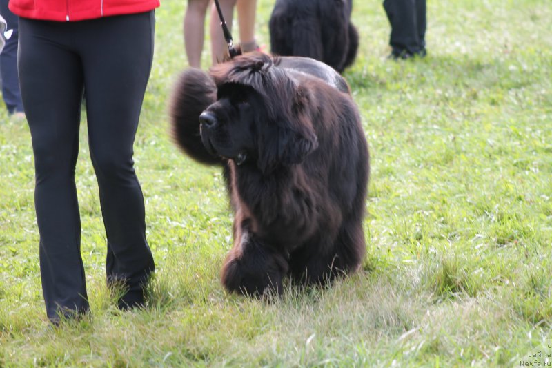 Фото: ньюфаундленд Rayout Happiness Midnight Bear