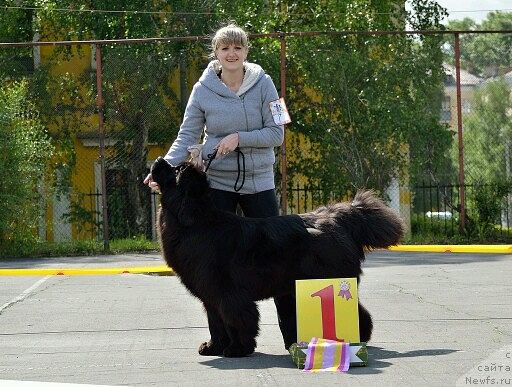 Фото: ньюфаундленд Rayout Happiness Midnight Bear, Ivan Tihanovich (Иван Тиханович)