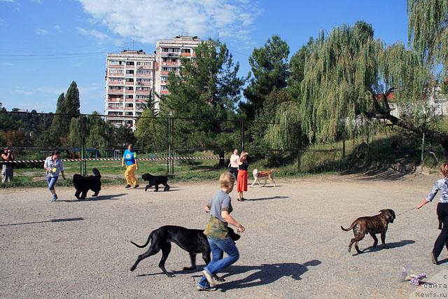 Фото: ньюфаундленд Smigar Ieremiya Ivent Magik (Смигар Иеремия Ивент Магик)